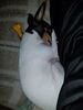 Filename=20180214_008.jpg
Filesize=393KiB
Dimensions=1536x2048
Date added=Dec 24, 2018 20180214_008.jpg