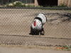 Filename=20180328_005.jpg
Filesize=768KiB
Dimensions=2048x1536
Date added=Dec 24, 2018 20180328_005.jpg