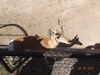 Filename=20180328_030.jpg
Filesize=647KiB
Dimensions=2048x1536
Date added=Dec 24, 2018 20180328_030.jpg