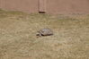 Filename=20180328_047.jpg
Filesize=856KiB
Dimensions=2047x1360
Date added=Dec 24, 2018 20180328_047.jpg