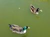 Filename=20180328_073.jpg
Filesize=226KiB
Dimensions=2048x1536
Date added=Dec 24, 2018 20180328_073.jpg