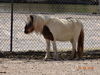Filename=20180328_081.jpg
Filesize=802KiB
Dimensions=2048x1536
Date added=Dec 24, 2018 20180328_081.jpg