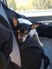 Filename=20180329_001.jpg
Filesize=425KiB
Dimensions=1536x2048
Date added=Dec 24, 2018 20180329_001.jpg
