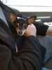 Filename=20180329_002.jpg
Filesize=371KiB
Dimensions=1536x2048
Date added=Dec 24, 2018 20180329_002.jpg