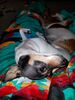 Filename=20180331_001.jpg
Filesize=480KiB
Dimensions=1536x2048
Date added=Dec 24, 2018 20180331_001.jpg