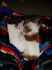 Filename=20180409_001.jpg
Filesize=470KiB
Dimensions=1536x2048
Date added=Dec 25, 2018 20180409_001.jpg