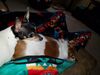 Filename=20180503_001.jpg
Filesize=437KiB
Dimensions=2048x1536
Date added=Dec 25, 2018 20180503_001.jpg