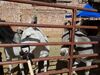 Filename=20180623_001.jpg
Filesize=786KiB
Dimensions=2048x1536
Date added=Dec 25, 2018 20180623_001.jpg