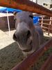Filename=20180623_002.jpg
Filesize=335KiB
Dimensions=1536x2048
Date added=Dec 25, 2018 20180623_002.jpg
