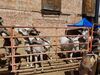 Filename=20180623_007.jpg
Filesize=942KiB
Dimensions=2048x1536
Date added=Dec 25, 2018 20180623_007.jpg