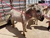 Filename=20180623_036.jpg
Filesize=816KiB
Dimensions=2048x1536
Date added=Dec 25, 2018 20180623_036.jpg