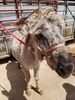 Filename=20180623_037.jpg
Filesize=712KiB
Dimensions=1536x2048
Date added=Dec 25, 2018 20180623_037.jpg