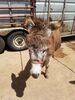 Filename=20180623_038.jpg
Filesize=697KiB
Dimensions=1536x2048
Date added=Dec 25, 2018 20180623_038.jpg