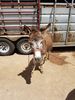 Filename=20180623_039.jpg
Filesize=781KiB
Dimensions=1536x2048
Date added=Dec 25, 2018 20180623_039.jpg