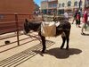 Filename=20180623_041.jpg
Filesize=850KiB
Dimensions=2048x1536
Date added=Dec 25, 2018 20180623_041.jpg