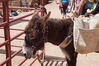 Filename=20180623_046.jpg
Filesize=566KiB
Dimensions=2047x1360
Date added=Dec 25, 2018 20180623_046.jpg