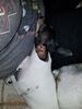Filename=20180630_003.jpg
Filesize=505KiB
Dimensions=1536x2048
Date added=Dec 25, 2018 20180630_003.jpg