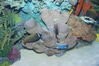 Filename=20180710_054.jpg
Filesize=564KiB
Dimensions=2047x1360
Date added=Dec 25, 2018 20180710_054.jpg