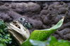 Filename=20180710_057.jpg
Filesize=355KiB
Dimensions=2047x1360
Date added=Dec 25, 2018 20180710_057.jpg