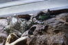 Filename=20180710_058.jpg
Filesize=400KiB
Dimensions=2047x1360
Date added=Dec 25, 2018 20180710_058.jpg