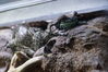 Filename=20180710_059.jpg
Filesize=407KiB
Dimensions=2047x1360
Date added=Dec 25, 2018 20180710_059.jpg