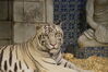 Filename=20180710_076.jpg
Filesize=434KiB
Dimensions=2047x1360
Date added=Dec 25, 2018 20180710_076.jpg