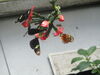 Filename=20180713_033.jpg
Filesize=264KiB
Dimensions=2048x1536
Date added=Dec 26, 2018 20180713_033.jpg