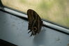 Filename=20180713_034.jpg
Filesize=244KiB
Dimensions=2047x1360
Date added=Dec 26, 2018 20180713_034.jpg