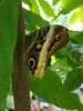 Filename=20180713_036.jpg
Filesize=408KiB
Dimensions=1536x2048
Date added=Dec 26, 2018 20180713_036.jpg