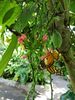 Filename=20180713_041.jpg
Filesize=481KiB
Dimensions=1536x2048
Date added=Dec 26, 2018 20180713_041.jpg