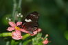 Filename=20180713_042.jpg
Filesize=243KiB
Dimensions=2047x1360
Date added=Dec 26, 2018 20180713_042.jpg
