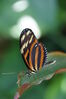 Filename=20180713_068.jpg
Filesize=311KiB
Dimensions=1360x2047
Date added=Dec 26, 2018 20180713_068.jpg