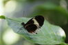 Filename=20180713_075.jpg
Filesize=241KiB
Dimensions=2047x1360
Date added=Dec 26, 2018 20180713_075.jpg