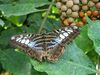 Filename=20180713_077.jpg
Filesize=516KiB
Dimensions=2048x1536
Date added=Dec 26, 2018 20180713_077.jpg