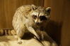 Filename=20180713_106.jpg
Filesize=378KiB
Dimensions=2047x1360
Date added=Dec 26, 2018 20180713_106.jpg