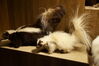 Filename=20180713_107.jpg
Filesize=420KiB
Dimensions=2047x1360
Date added=Dec 26, 2018 20180713_107.jpg