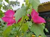 Filename=20180714_026.jpg
Filesize=471KiB
Dimensions=2048x1536
Date added=Jan 16, 2019 20180714_026.jpg
