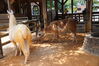 Filename=20180714_035.jpg
Filesize=569KiB
Dimensions=2047x1360
Date added=Jan 16, 2019 20180714_035.jpg