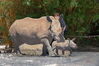 Filename=20180714_046.jpg
Filesize=698KiB
Dimensions=2047x1360
Date added=Jan 16, 2019 20180714_046.jpg