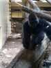 Filename=20180714_057.jpg
Filesize=423KiB
Dimensions=1536x2048
Date added=Jan 16, 2019 20180714_057.jpg