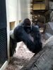 Filename=20180714_060.jpg
Filesize=491KiB
Dimensions=1536x2048
Date added=Jan 16, 2019 20180714_060.jpg