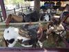 Filename=20180728_006.jpg
Filesize=740KiB
Dimensions=2048x1536
Date added=Jan 20, 2019 20180728_006.jpg
