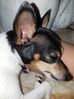 Filename=20180815_005.jpg
Filesize=485KiB
Dimensions=1535x2047
Date added=Jan 20, 2019 20180815_005.jpg