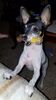 Filename=20180815_010.jpg
Filesize=252KiB
Dimensions=1152x2047
Date added=Jan 20, 2019 20180815_010.jpg