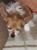 Filename=20180819_004.jpg
Filesize=411KiB
Dimensions=1536x2048
Date added=Jan 22, 2019 20180819_004.jpg
