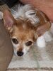 Filename=20180819_005.jpg
Filesize=449KiB
Dimensions=1536x2048
Date added=Jan 22, 2019 20180819_005.jpg