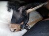 Filename=20180828_003.jpg
Filesize=536KiB
Dimensions=2048x1536
Date added=Jan 22, 2019 20180828_003.jpg