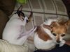 Filename=20180829_002.jpg
Filesize=404KiB
Dimensions=2048x1536
Date added=Jan 22, 2019 20180829_002.jpg