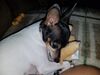 Filename=20180910_002.jpg
Filesize=378KiB
Dimensions=2048x1536
Date added=Jan 22, 2019 20180910_002.jpg