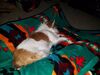 Filename=20180912_005.jpg
Filesize=395KiB
Dimensions=2048x1536
Date added=Jan 22, 2019 20180912_005.jpg